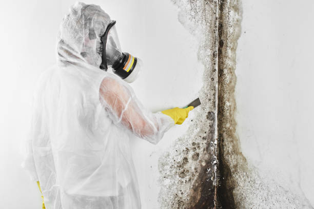 Mold Removal and Inspection in Pageland, SC