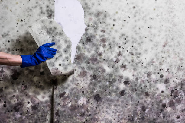 Professional Mold Removal in Pageland, SC